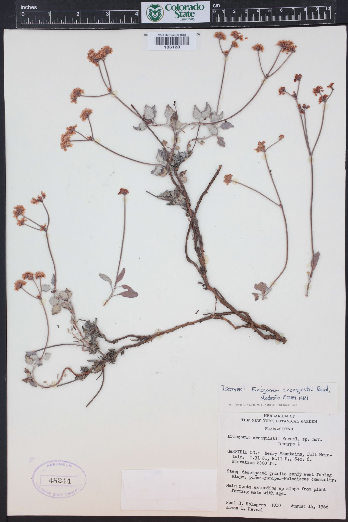 Eriogonum cronquistii image