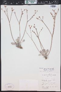 Eriogonum eremicum image