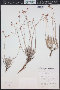 Eriogonum lonchophyllum image