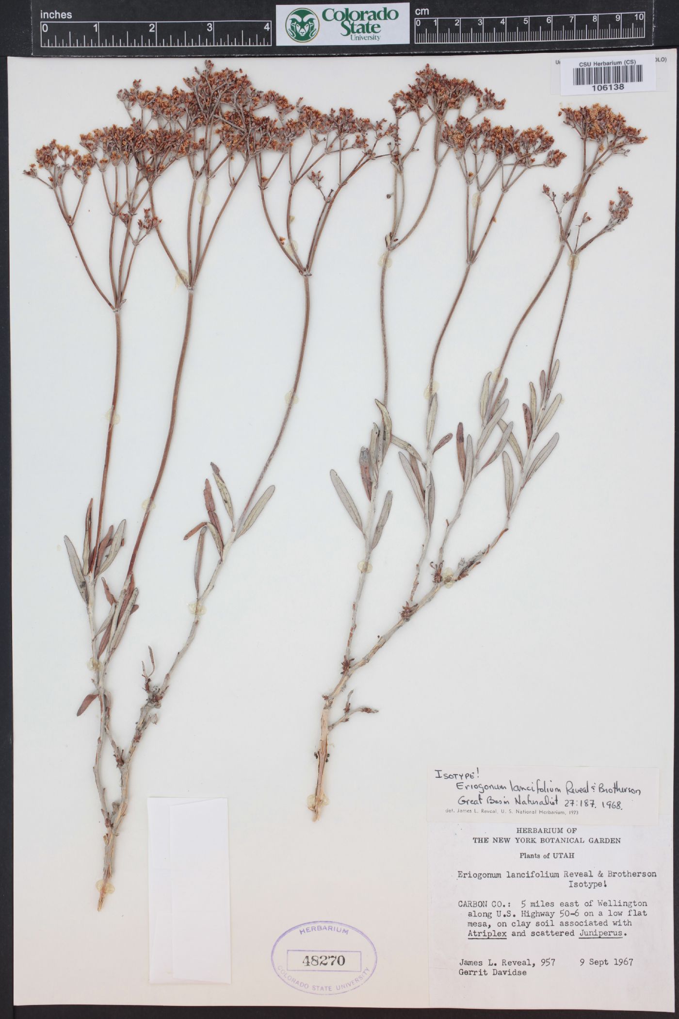 Eriogonum lancifolium image