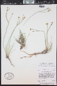 Eriogonum mitophyllum image