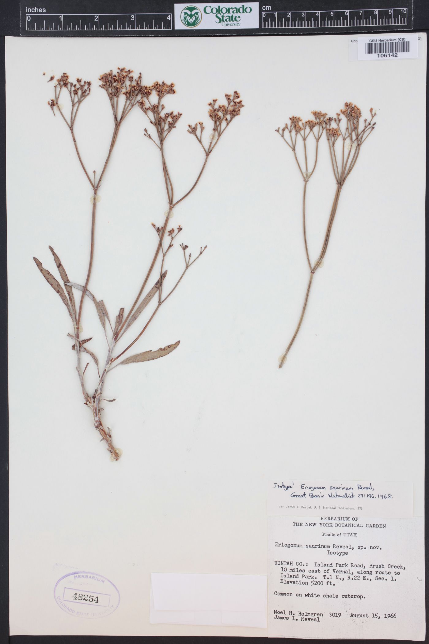 Eriogonum lonchophyllum image