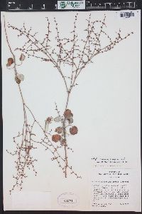 Eriogonum scabrellum image