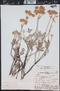 Eriogonum umbellatum var. vernum image