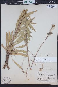 Oenothera coloradensis image