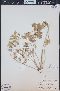 Geranium caespitosum image