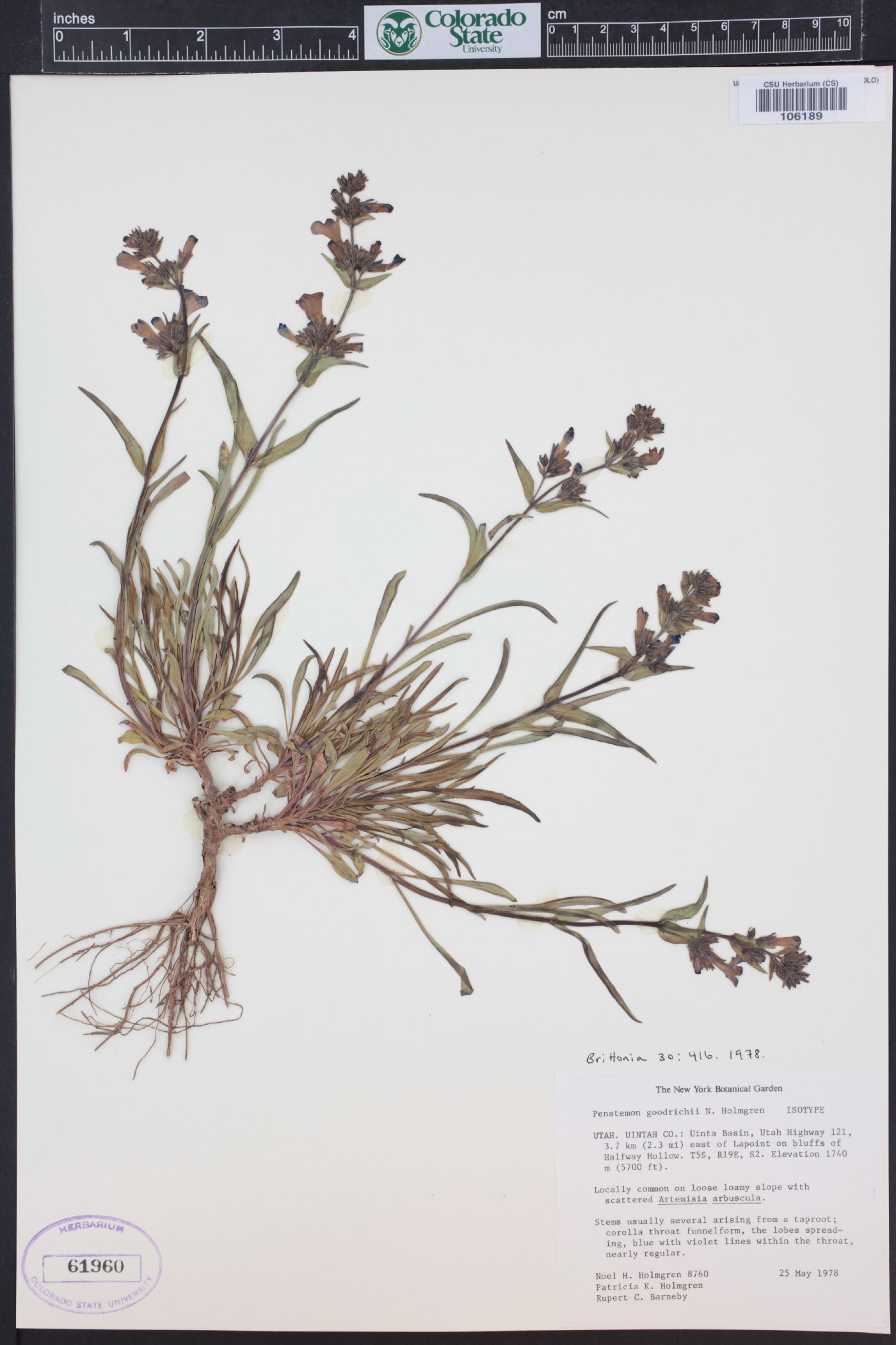 Penstemon goodrichii image