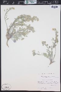 Physaria grahamii image