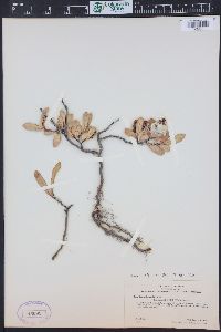 Salix setchelliana image