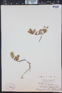 Salix setchelliana image