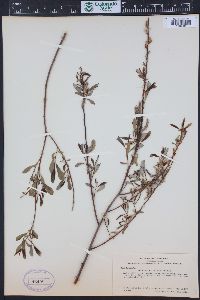 Salix tracyi image