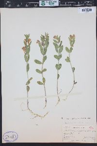 Scutellaria brittonii image