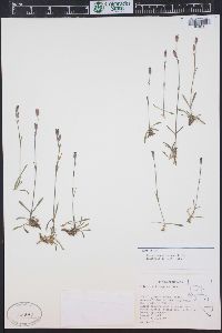 Silene nachlingerae image