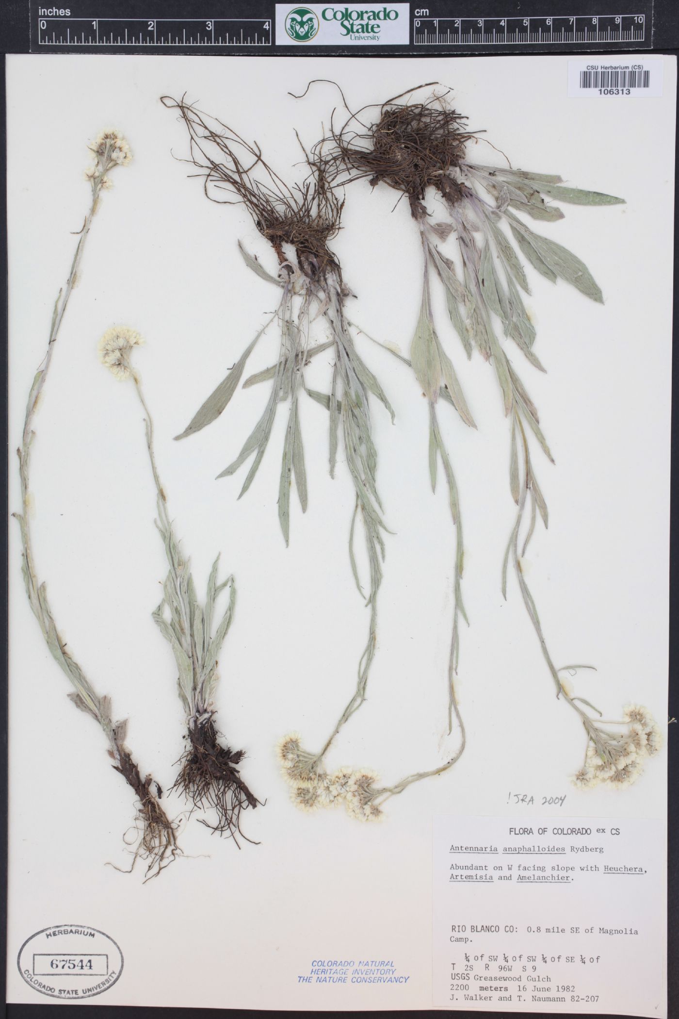 Antennaria anaphaloides image
