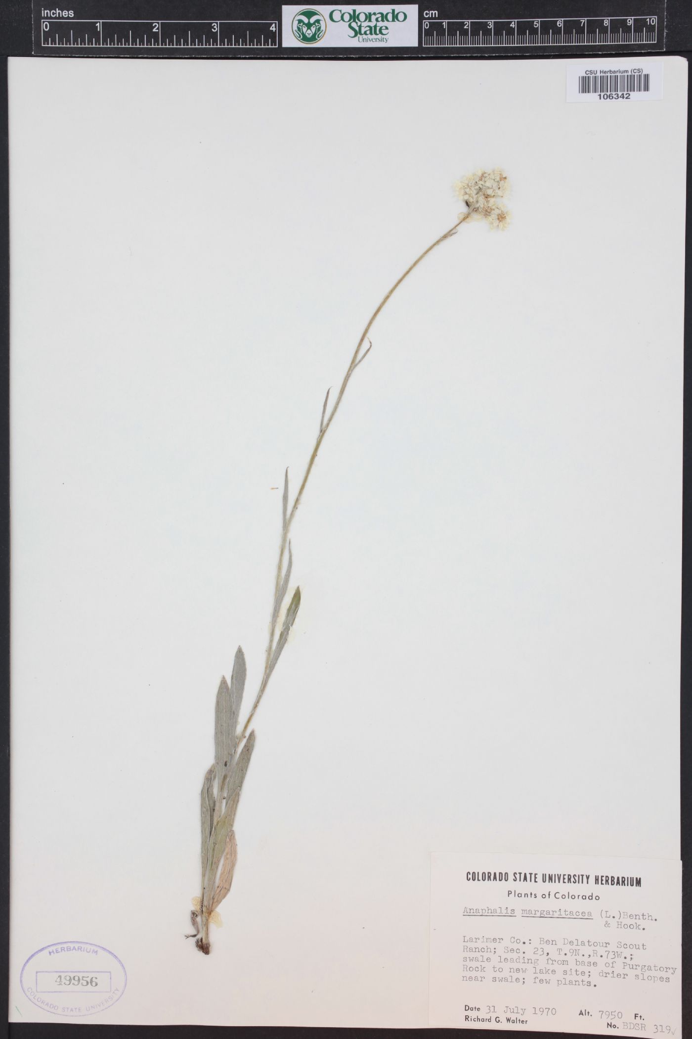 Antennaria anaphaloides image