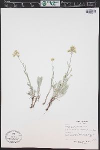 Antennaria luzuloides image