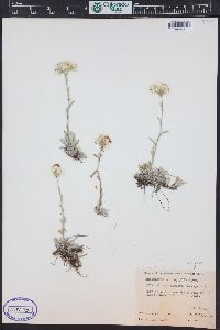 Antennaria microphylla image