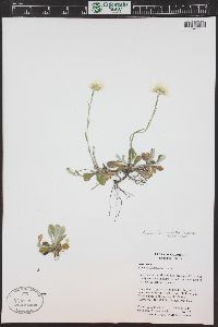 Antennaria neglecta image