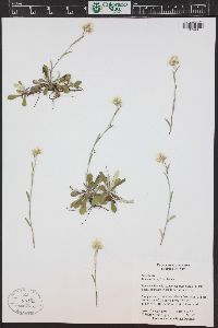 Antennaria neglecta image