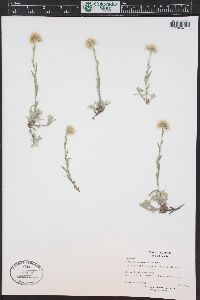 Antennaria umbrinella image