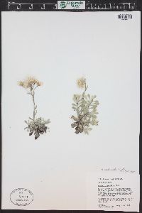 Antennaria umbrinella image