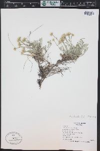 Antennaria umbrinella image
