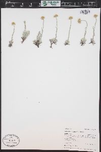 Antennaria umbrinella image