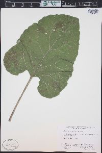 Arctium minus image