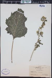 Arctium minus image