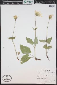 Arnica cordifolia image