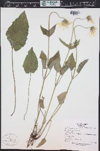 Arnica cordifolia image