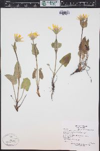 Arnica cordifolia image