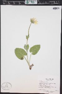 Arnica cordifolia image