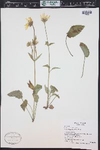 Arnica cordifolia image