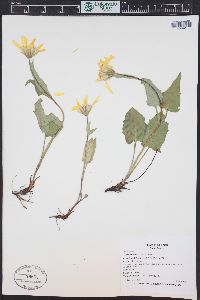 Arnica cordifolia image