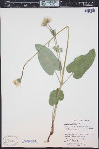 Arnica cordifolia image