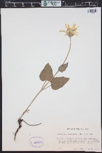 Arnica cordifolia image