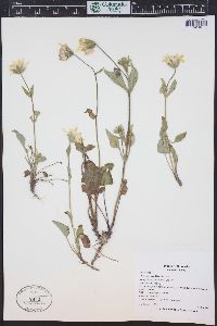 Arnica cordifolia image