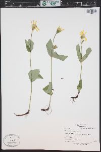 Arnica latifolia image