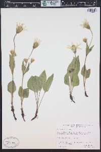 Arnica latifolia image