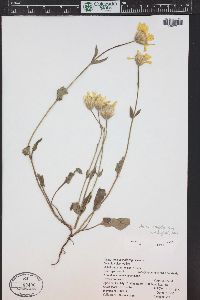 Arnica latifolia image