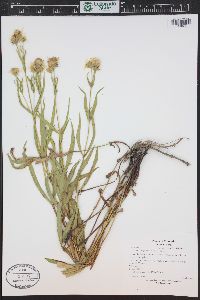 Arnica longifolia image