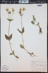 Arnica mollis image