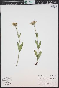 Arnica mollis image