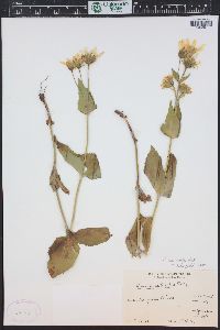 Arnica mollis image