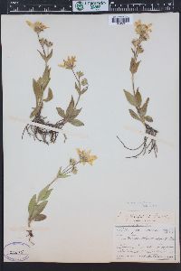 Arnica mollis image