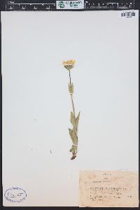 Arnica mollis image