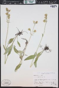 Arnica parryi image