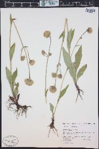 Arnica parryi image