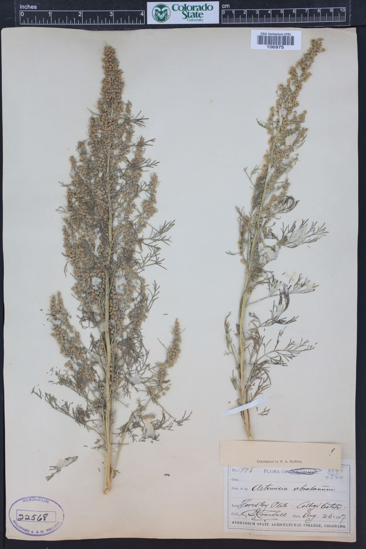Artemisia abrotanum image